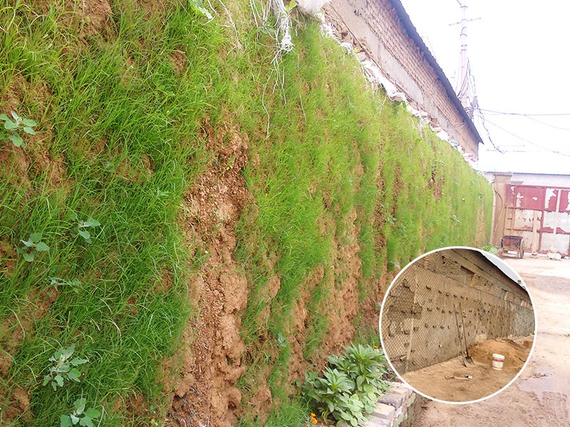 Wall greening