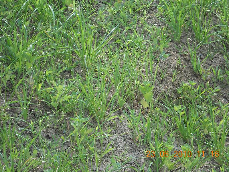 Broad application of sprayed planting technology